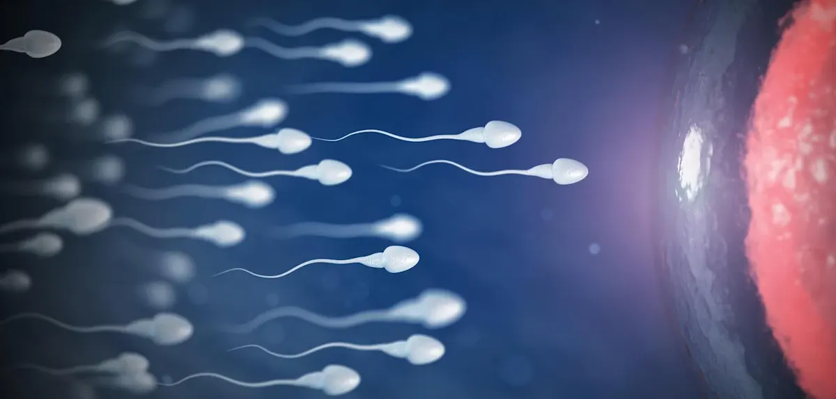 Infertiliteti mashkullor – shkaqet më të shpeshta