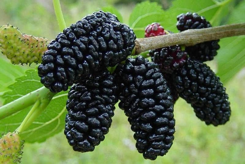 'Mani apo dudi: Fruti që përmbanë antioksidant të fuqishëm'